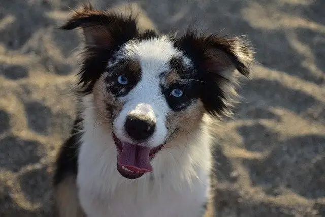 border-collie