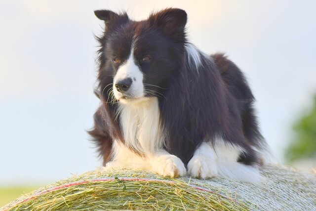 border collie