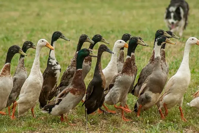 border collie and ducks