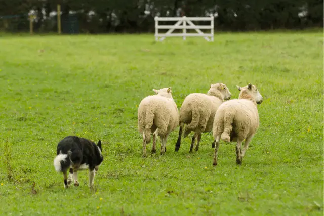 Border Collie herding