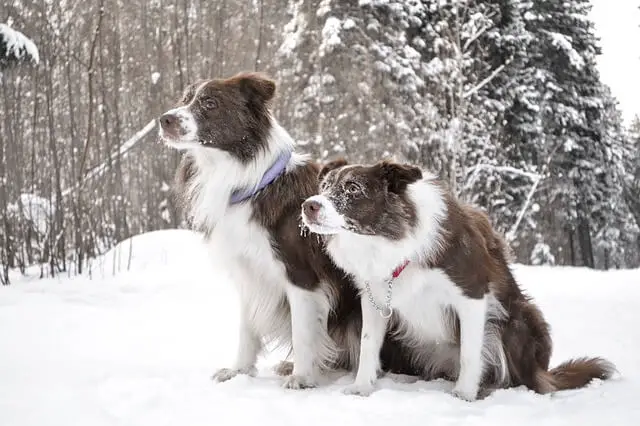 border-collie brothers