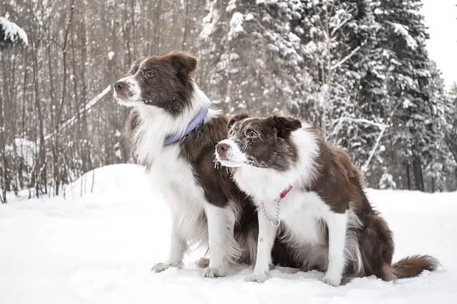 border-collie