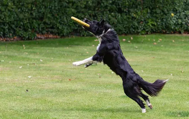 border-collie catching frisbee