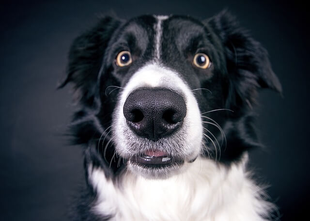 border collie closeup