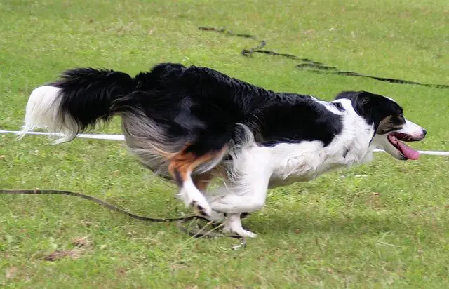 border collie dog agility
