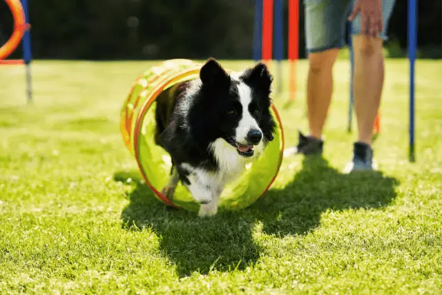 Border Collie