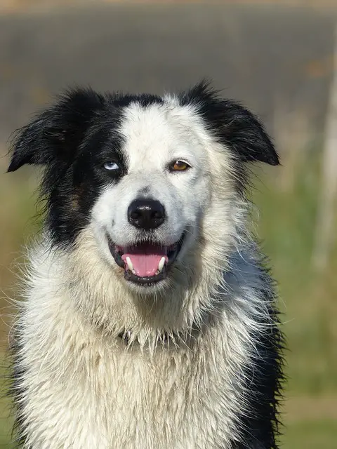 Border Collie s plavim očima