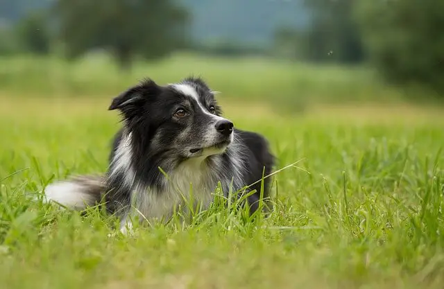 border-collie in the meadow