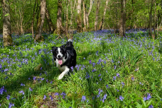 border collie in woods