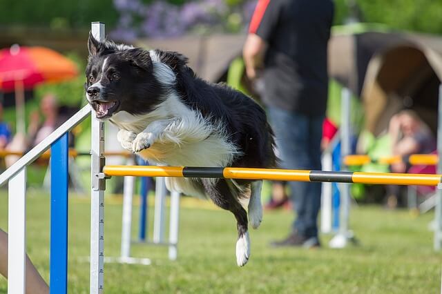 border collie jumping