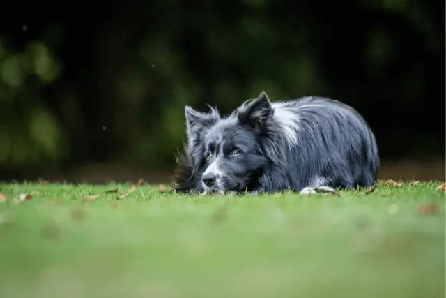 Border Collie laying on grass