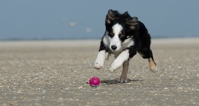 border collie on beach