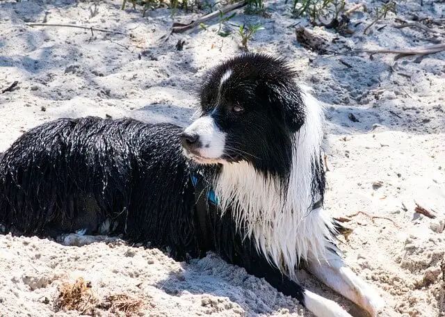 border collie on beach