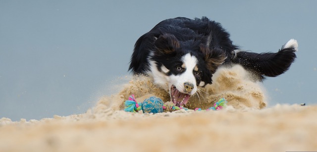 border-collie on beach