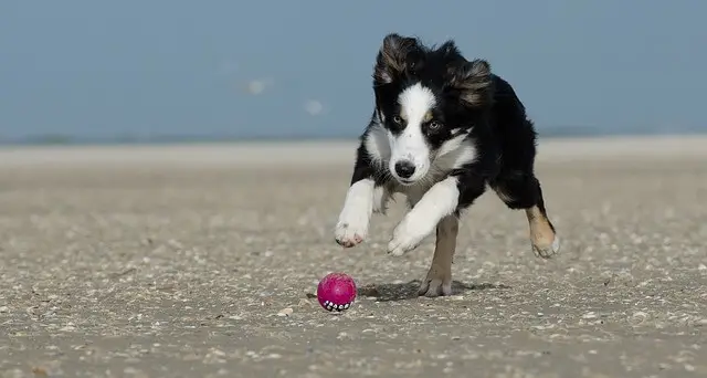 border collie en la playa