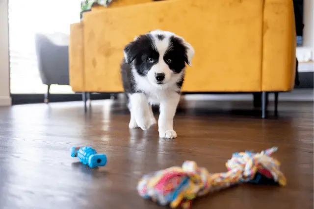 Border Collie puppy