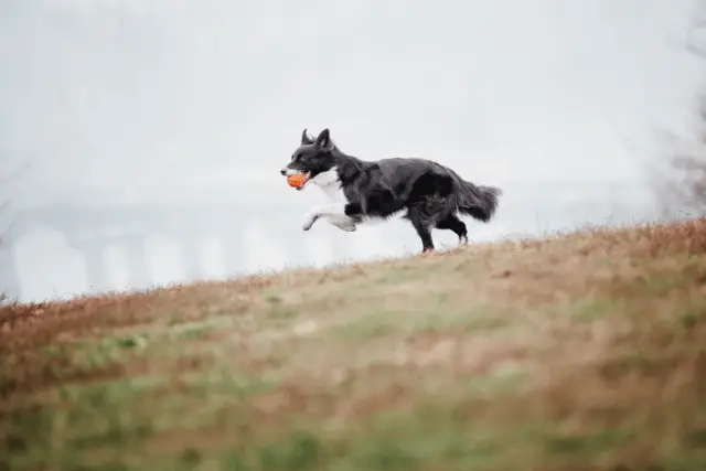 Border Collie running