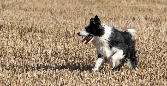 border-collie running