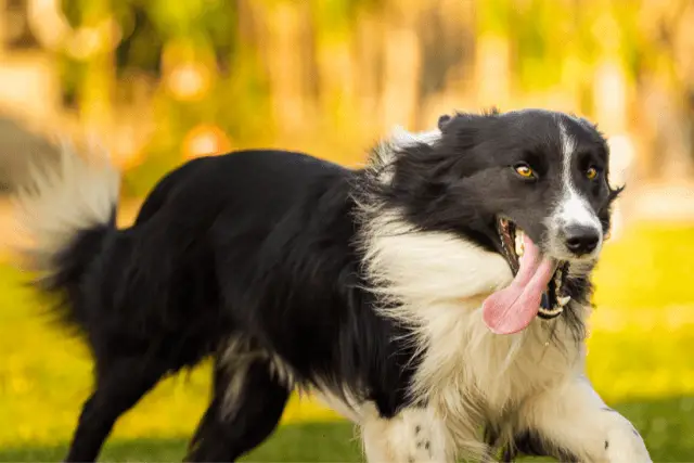 Border Collie running