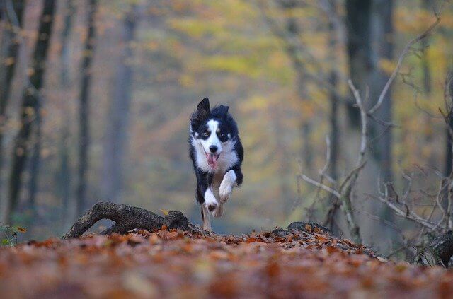 border collie corriendo