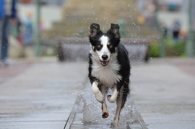 border-collie running