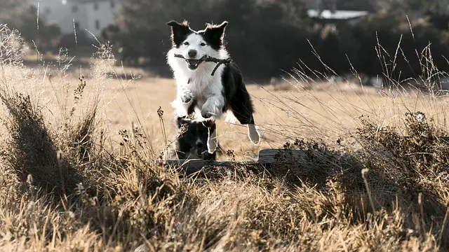 border collie running