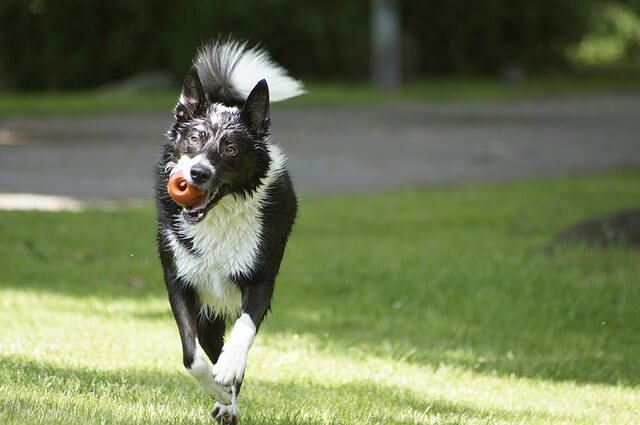 border collie with a ball