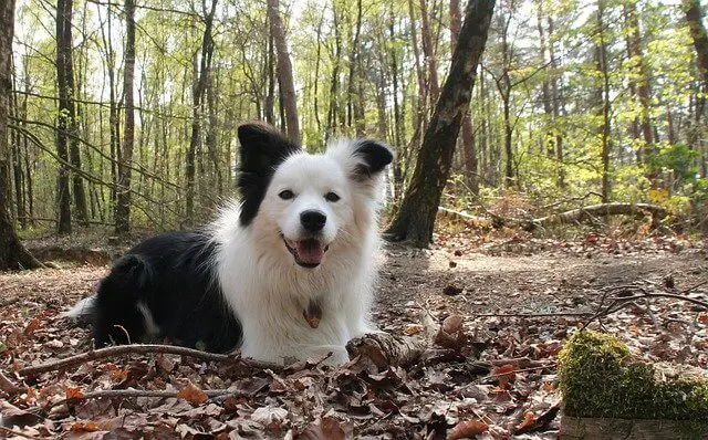 border in woods