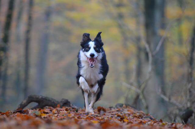 border in woods