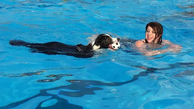 border swimming with a ball