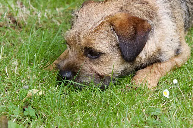 border terrier dog on grass