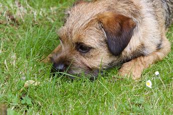 border terrier is ill with infectious disease