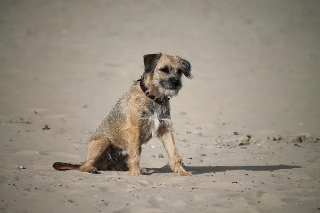 border terrier