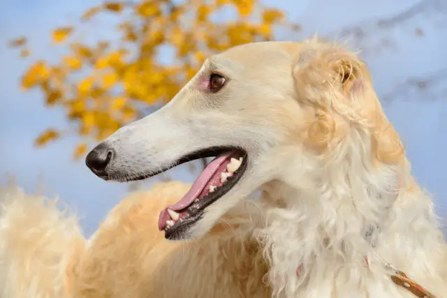 Borzoi