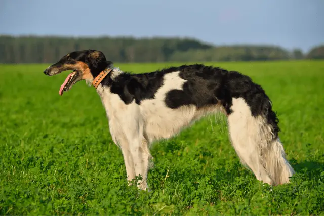 Borzoi