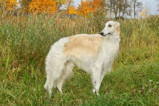 Borzoi