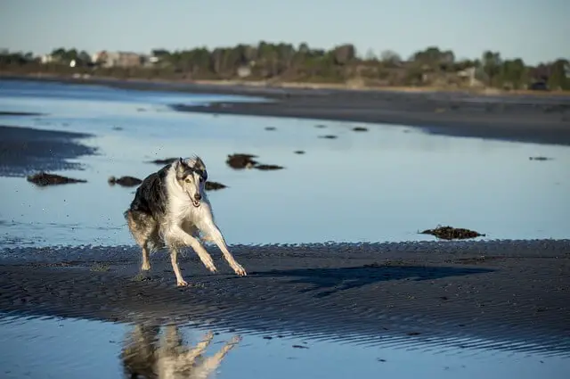 ruski hrt na plaži