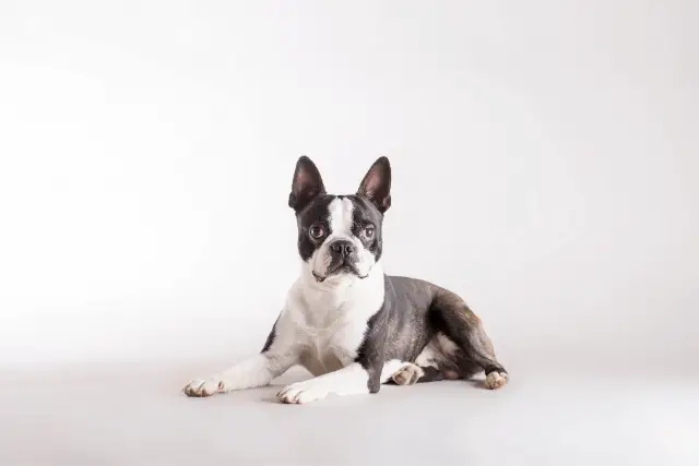 Boston Terrier