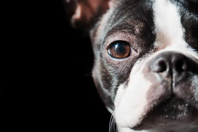 Boston Terrier