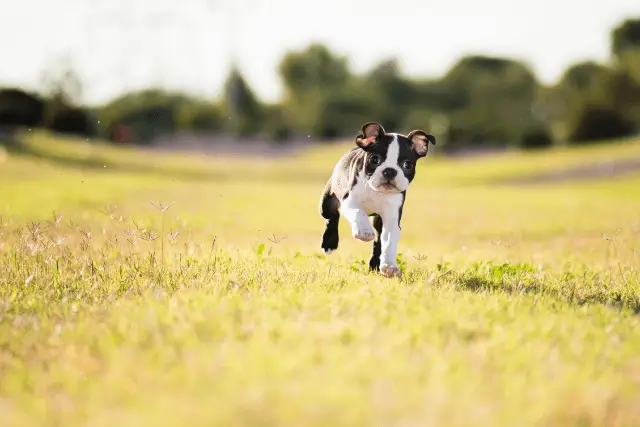 Boston Terrier