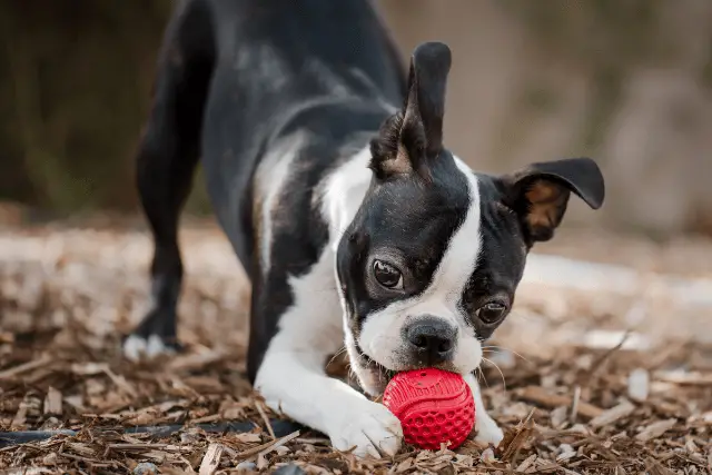 Boston Terrier