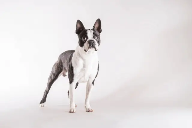 Boston Terrier