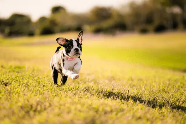 Boston Terrier