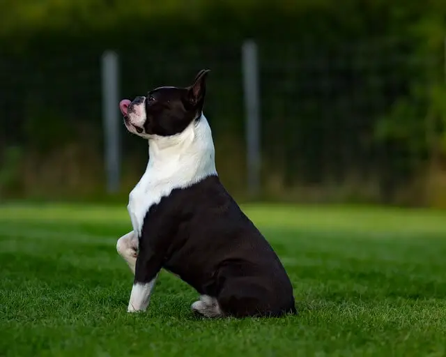 boston terrier giving a five