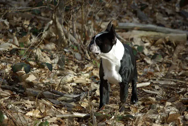 boston terrier