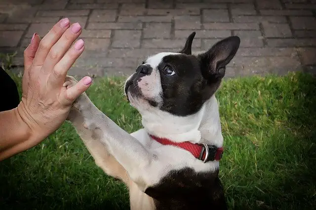 boston terrier high five