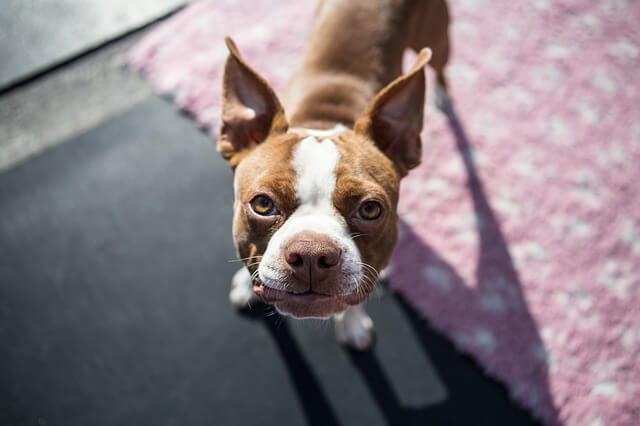 boston-terrier looking up