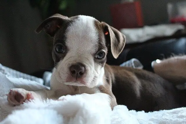 cucciolo di boston terrier