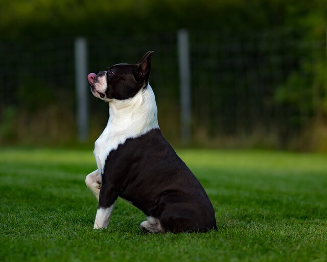 Sentado de boston terrier