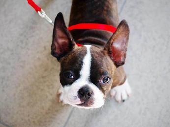 do boston terriers have dander